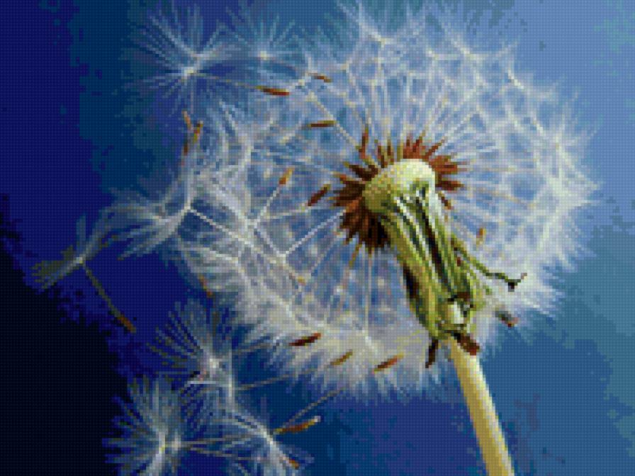 одуванчик - цветы, природа - предпросмотр