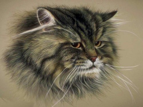 Сибирский кот - животные, кот - оригинал