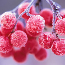 Схема вышивки «калина»