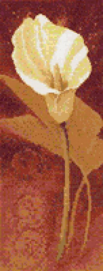 калла - цветок - предпросмотр