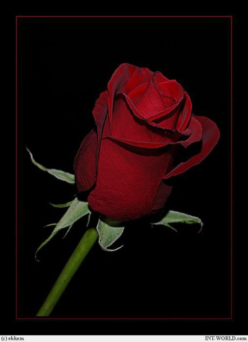 Роза на черном - цветы, картина, роза - оригинал