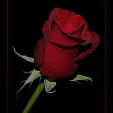Оригинал схемы вышивки «Роза на черном» (№105676)