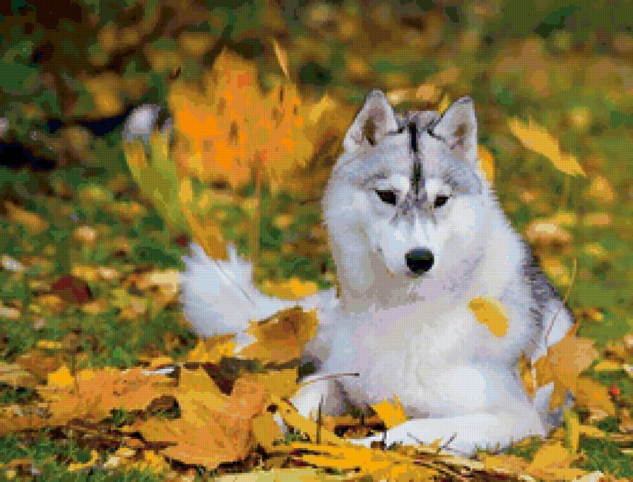Белый волк в осеннем лесу - осень, волк, хищник, природа - предпросмотр