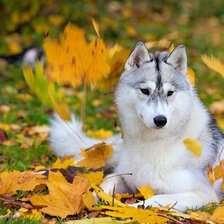 Белый волк в осеннем лесу