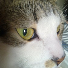 Схема вышивки «кися»