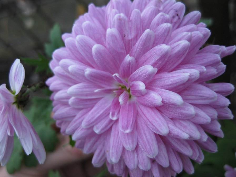 №105923 - цветы - оригинал