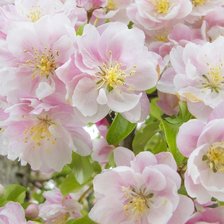 Оригинал схемы вышивки «№105930»