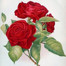 Схема вышивки «Розы»