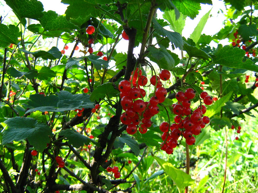 красная смородинка - ягоды, лето, смородина - оригинал