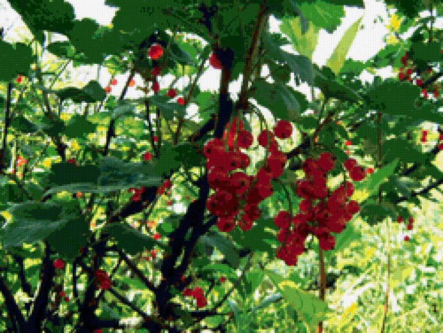 красная смородинка - смородина, ягоды, лето - предпросмотр