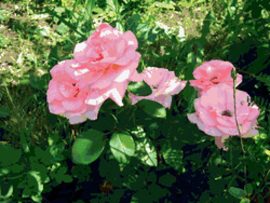 Розовый куст - цветы, розы - предпросмотр