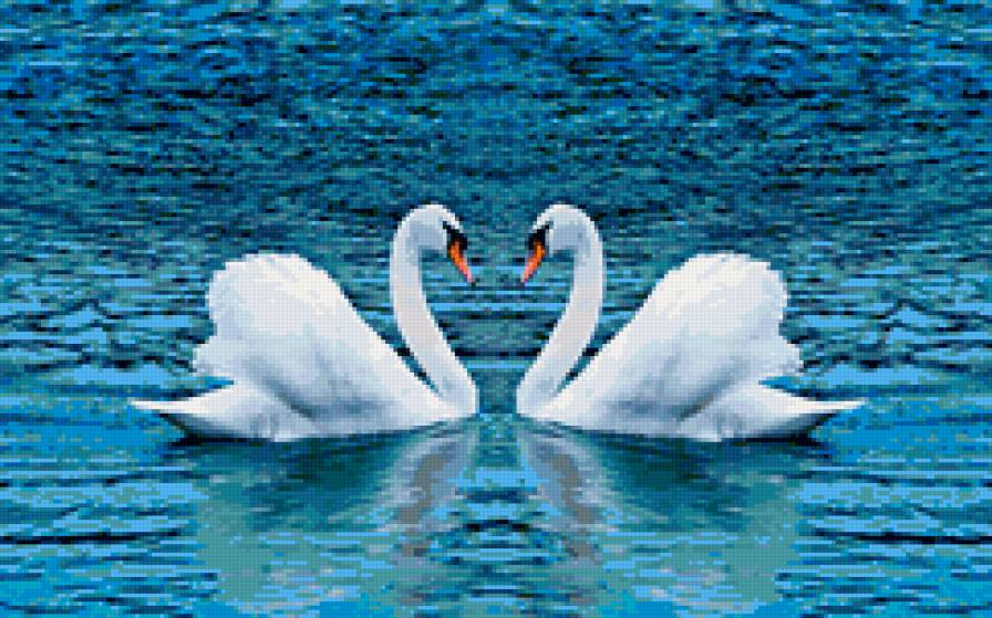 Лебеди - птицы, река - предпросмотр