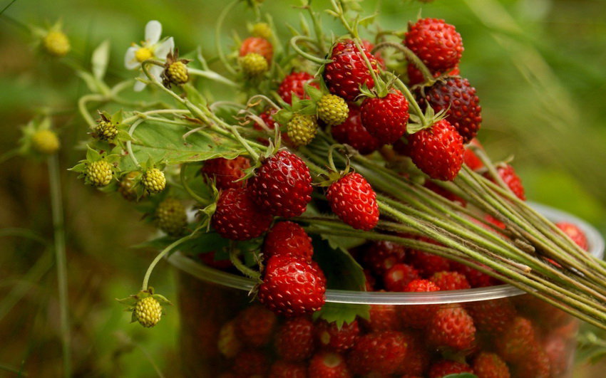 земляника - оригинал