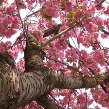 Схема вышивки «№106729»