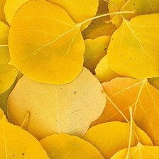 Оригинал схемы вышивки «листья» (№106753)