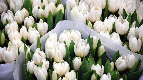 №106767 - цветы - оригинал