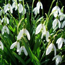 Схема вышивки «№106773»