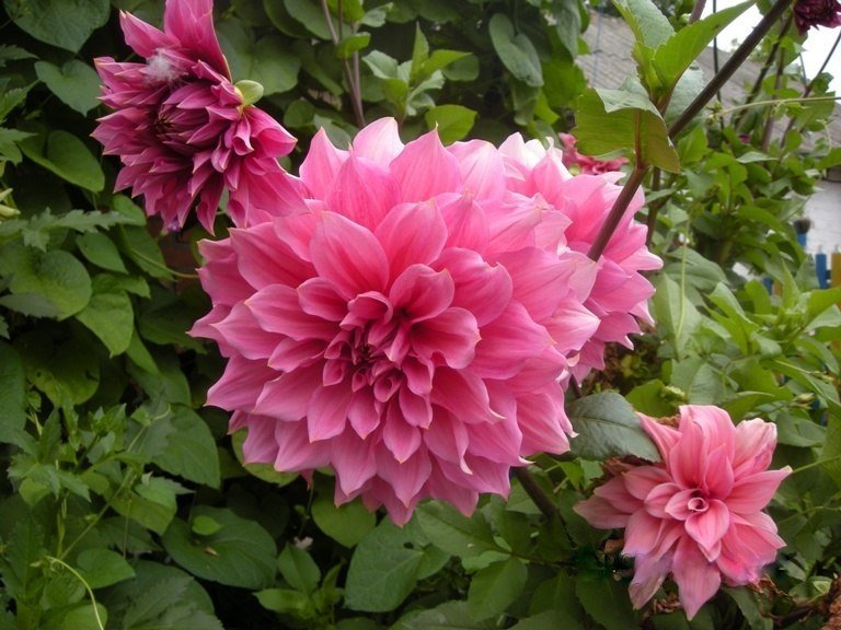 №106839 - цветы - оригинал