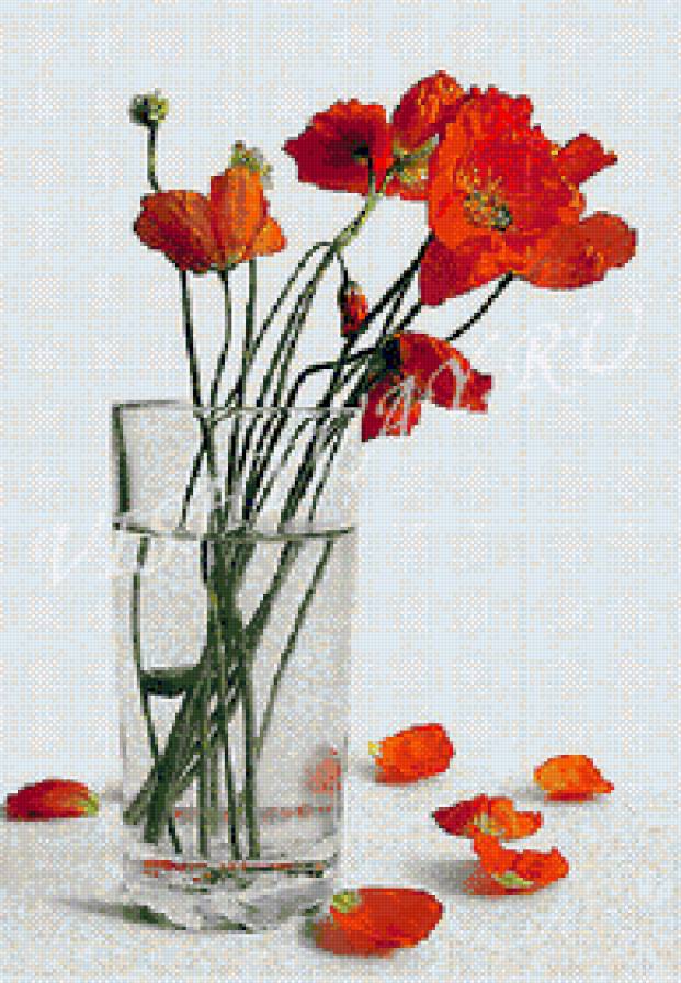 Маки в стакане - натюрморт, букет, маки, цветы - предпросмотр