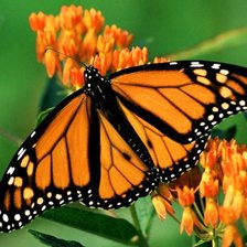 Оригинал схемы вышивки «№106864»