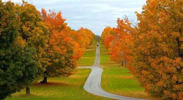 Autumn path - осень, природа - оригинал