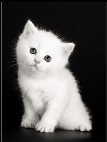 Котеночек - котенок, кот, котята, животные, зверек, кошки - оригинал