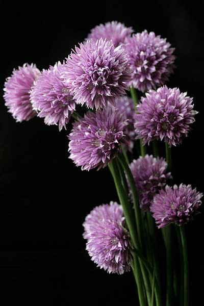 Цветы - букет, цветы - оригинал