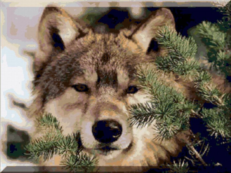Волк - звери, волк, wolf, волки, природа. елка, animals, хищник - предпросмотр