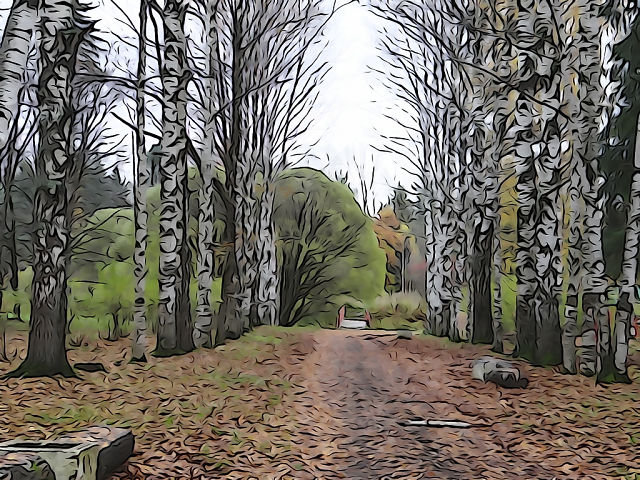 парк - береза, дерево - оригинал