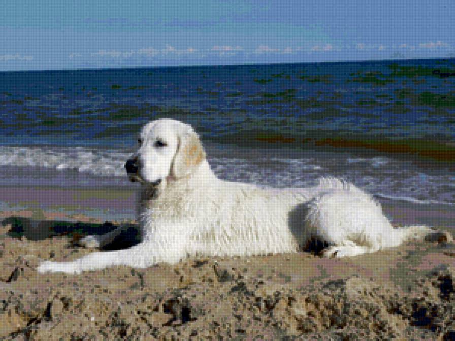 Чарли на море - природа, собака, море, отдых - предпросмотр