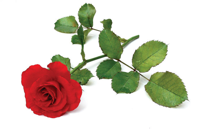 Яркая красная роза)) - роза, flowers, красная роза, цветы - оригинал
