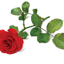 Схема вышивки «Яркая красная роза))»