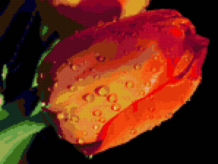 тюльпан - предпросмотр