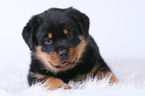 маленький ротвеллер - оригинал