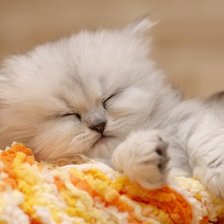 Схема вышивки «шиншилла кот»