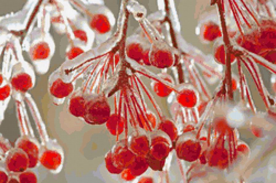 Рябина со льдом - предпросмотр