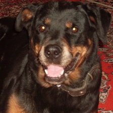 Схема вышивки «Собака»