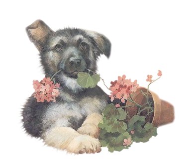 Щенок - щенок, животные, цветы, открытка - оригинал
