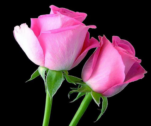 роза - роза - оригинал