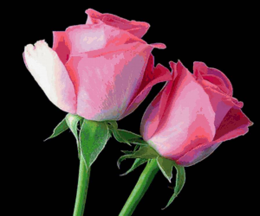 роза - роза - предпросмотр