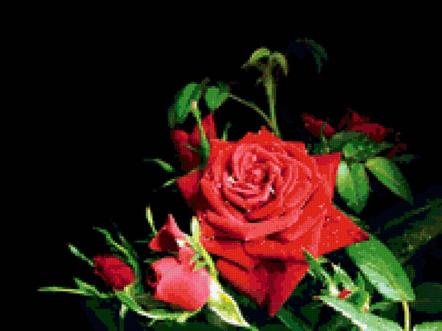 Красная Роза - розы, природа, роза, цветы - предпросмотр