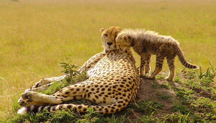 №107994 - животные - оригинал