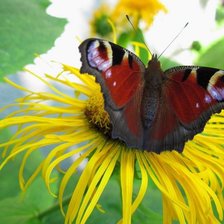 Схема вышивки «№108046»