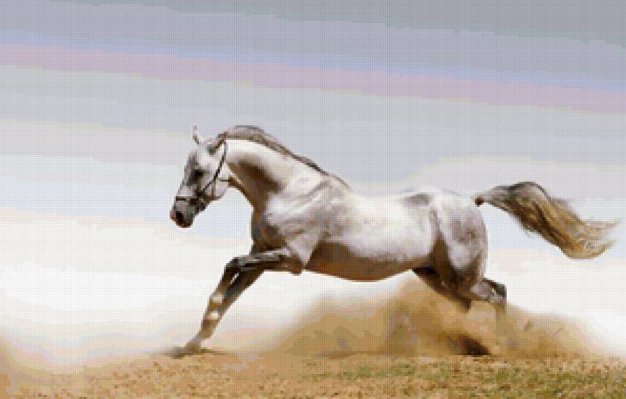Белая грация - кони, животные - предпросмотр