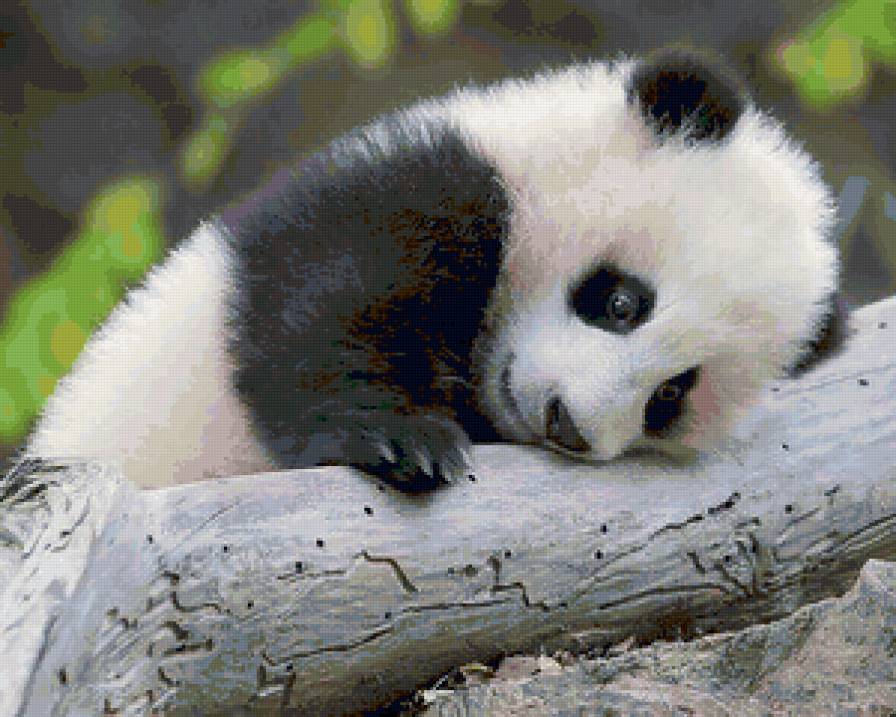 Маленькая панда - панда - предпросмотр