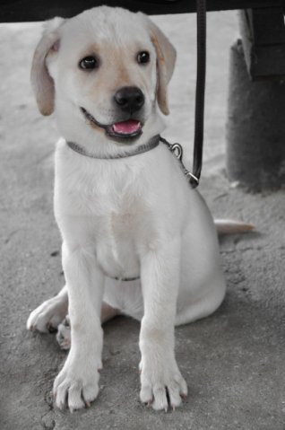 Рина - собаки - оригинал