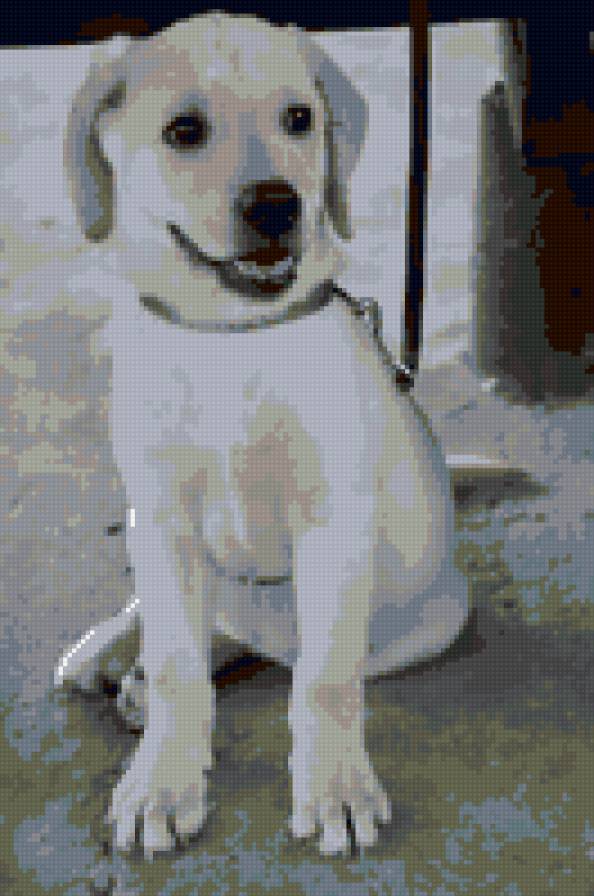 Рина - собаки - предпросмотр