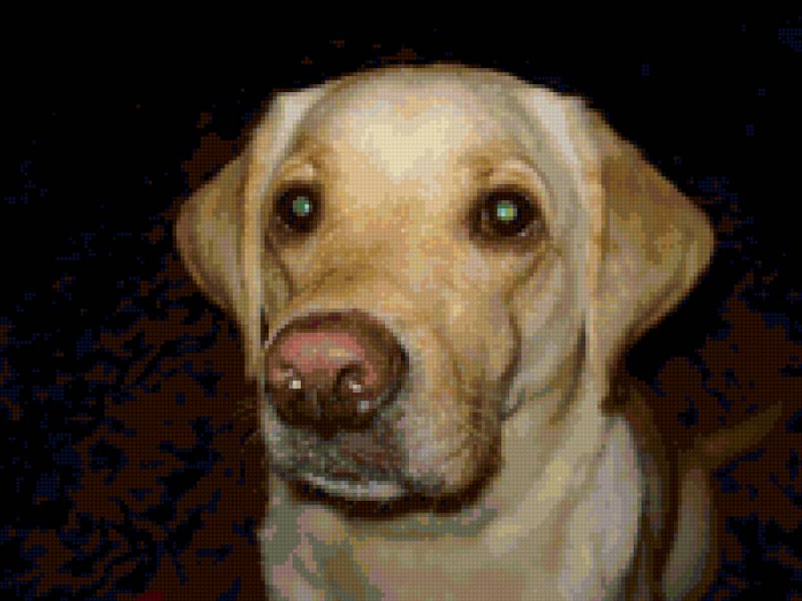 Рина2 - собаки - предпросмотр