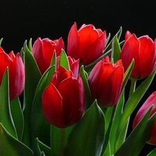 Схема вышивки «тюльпаны в красном»