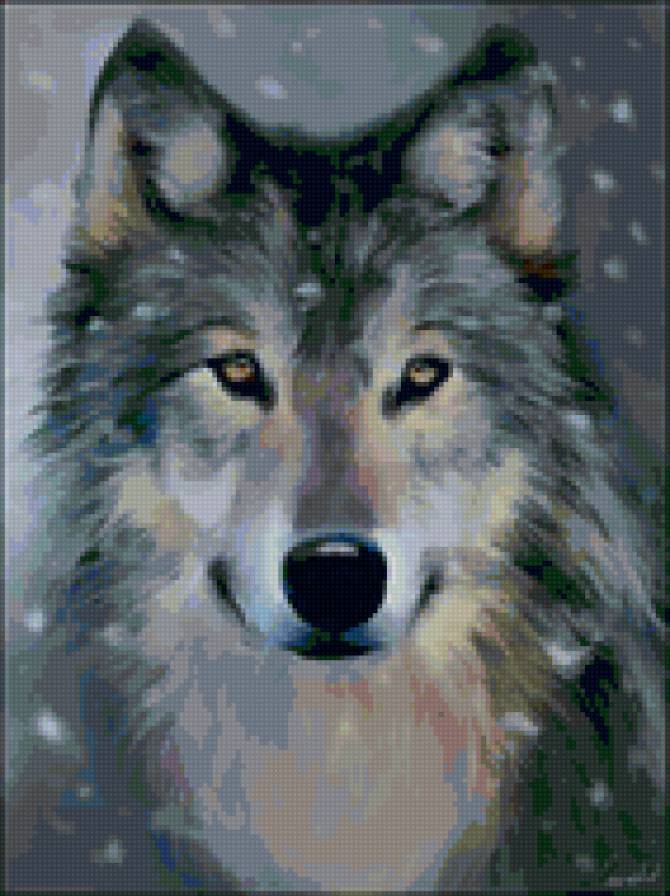 0033 - волк, животные, волки, красота - предпросмотр